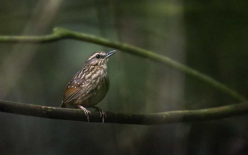 Eyebrowed Wren-Babbler (Napothera epilepidota) at Phia Oac-Phia Den Bird Hides - Northern Vietnam. Photo by: Bui Duc Tien - Vietnam Bird Photography Tours - Vietbirdphototours.com